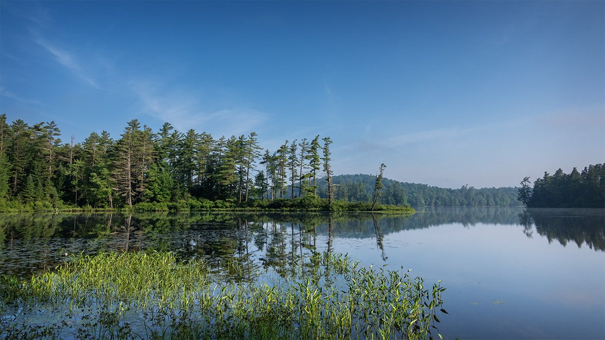 Wild Adirondacks tweet media