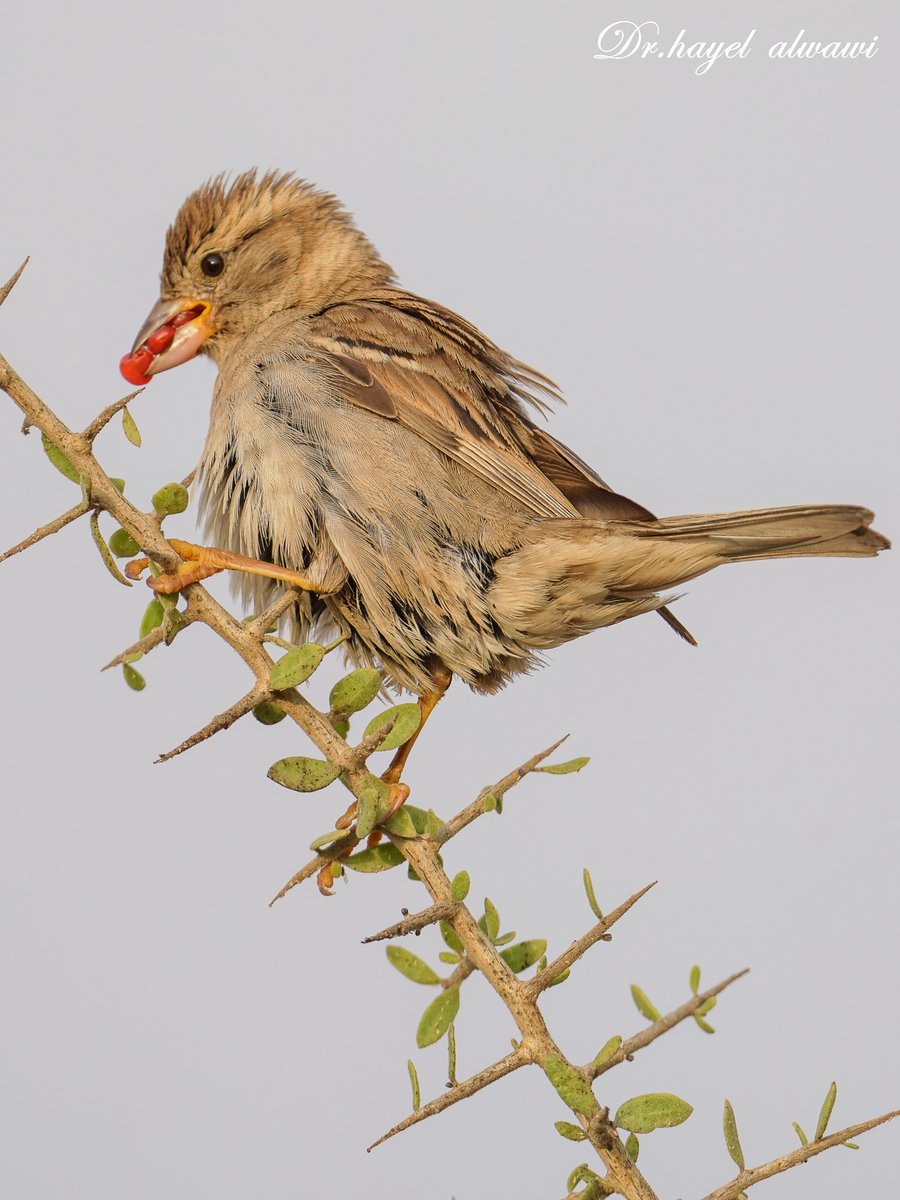 د.هايل الواوي الجفال. tweet media