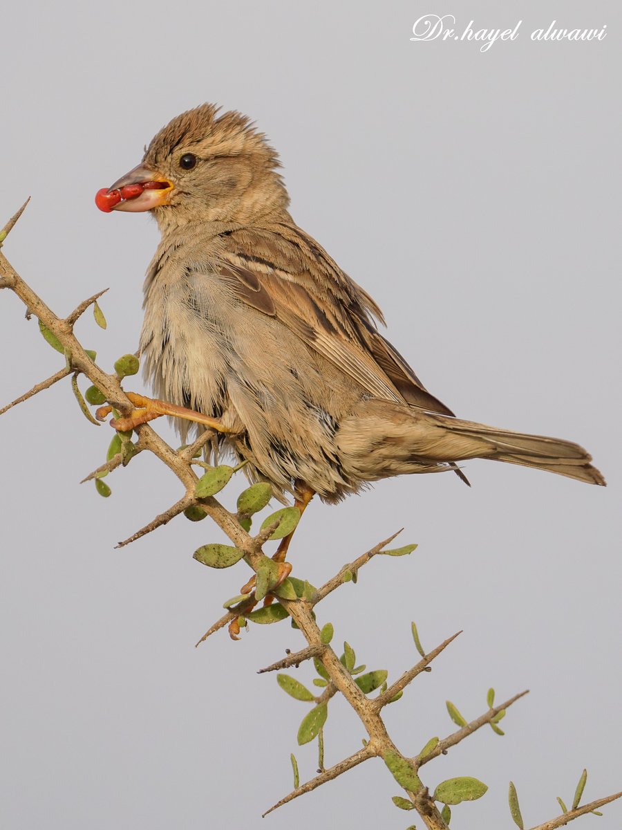 د.هايل الواوي الجفال. tweet media