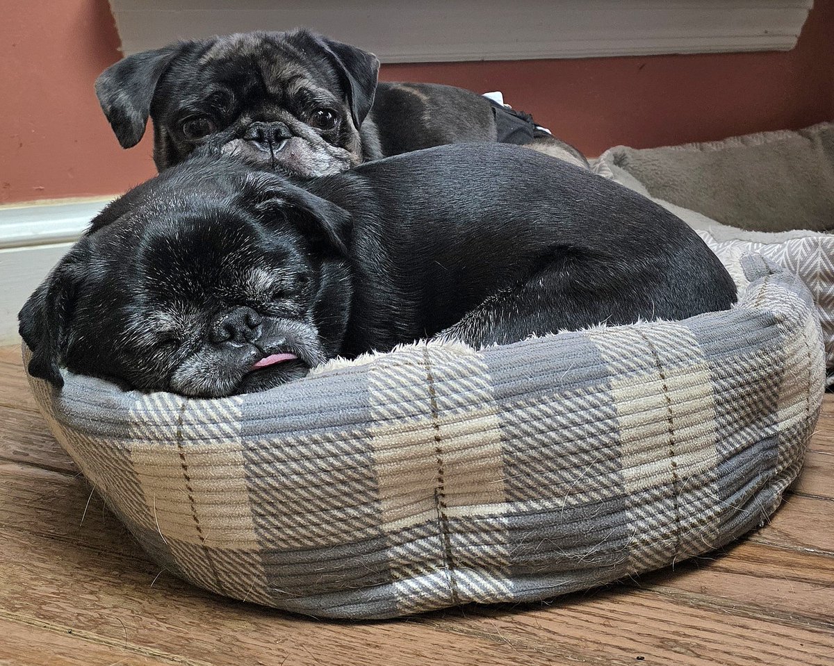 pugpartyplusone's tweet image. Snug like 2 pugs in a ... bed? Levi is our Casanova!
#pug #pugs #pugpartyplusone
