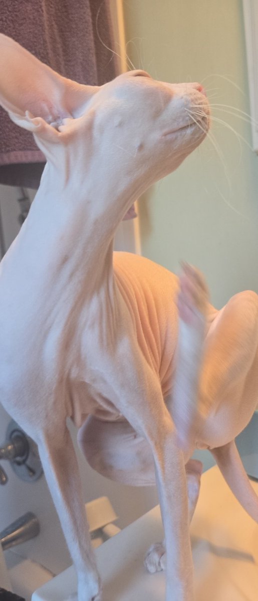 alice🐾 tweet media