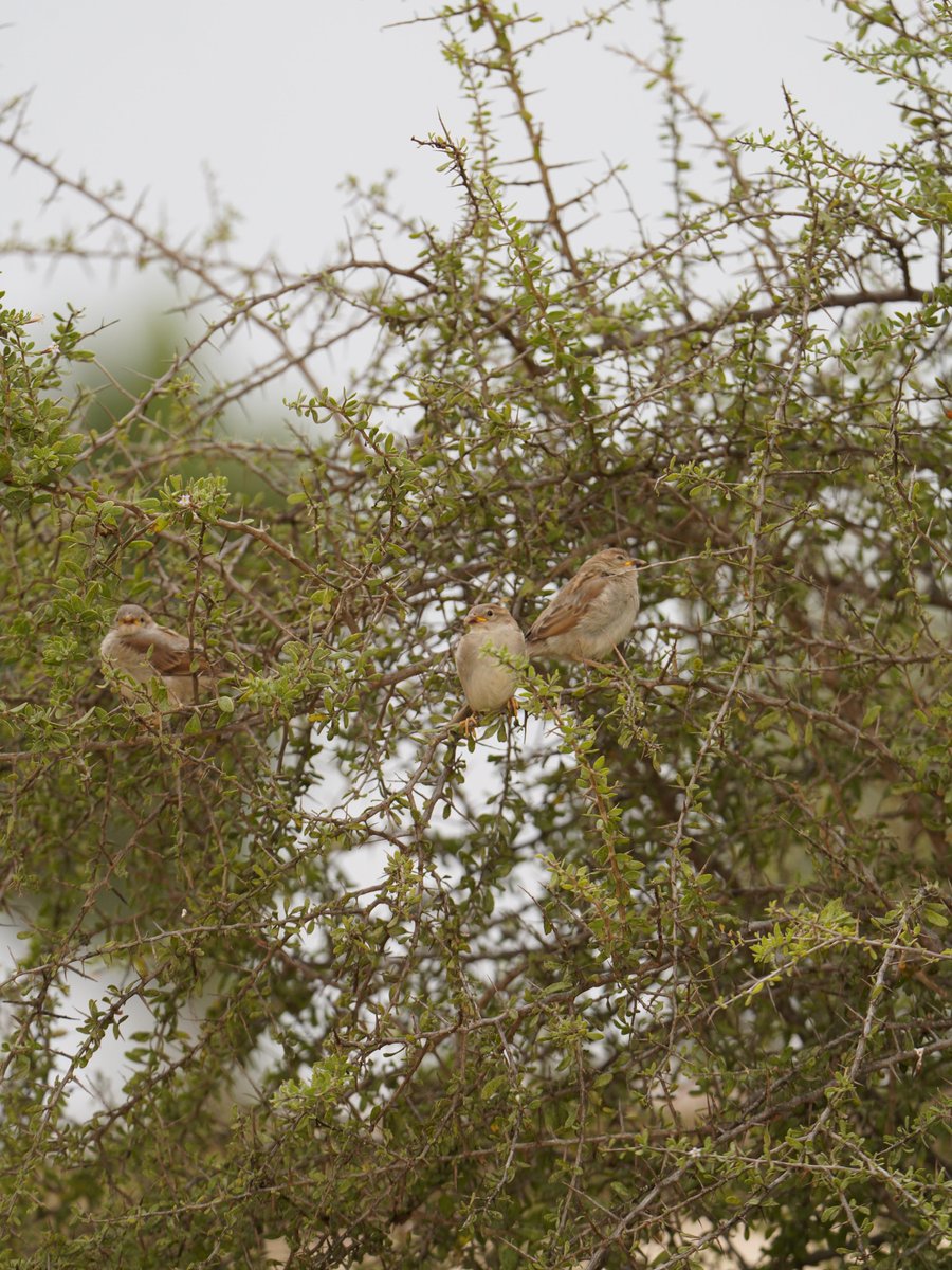 د.هايل الواوي الجفال. tweet media