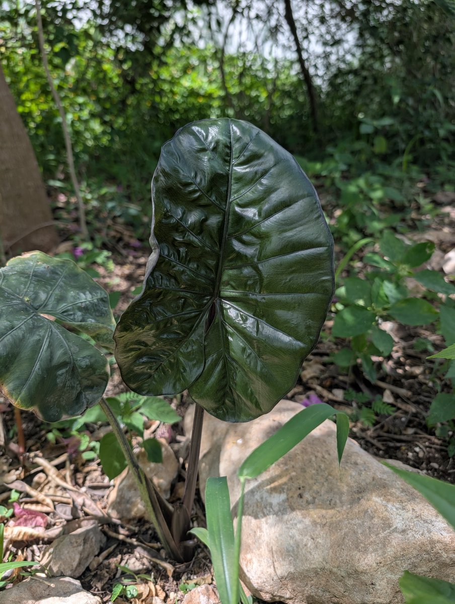 PMounou's tweet photo. Jolie nouvelle #feuille brillante comme si elle était vernie!
Il s'agit d'un Alocasia sarawakensis 'Yucatan Princess'
#plant #AlocasiaSarawakensis #YucatanPrincess #LeafOfTheDay https://t.co/wnXFnGtBWK