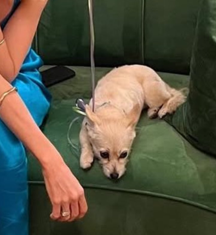 margophie brainrot tweet media