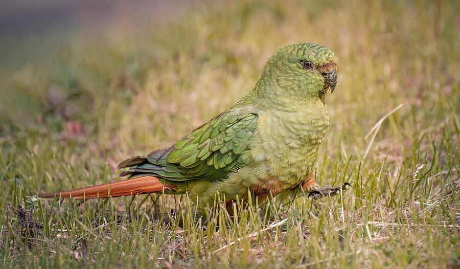 joancarroll's tweet image. Emerald Parakeet Patagonia Chile! buff.ly/3QV8clE #parakeet #emerald #green #bird #patagonia #chile #birdphotography #colorful #artforsale #wallartforsale #giftideas @joancarroll