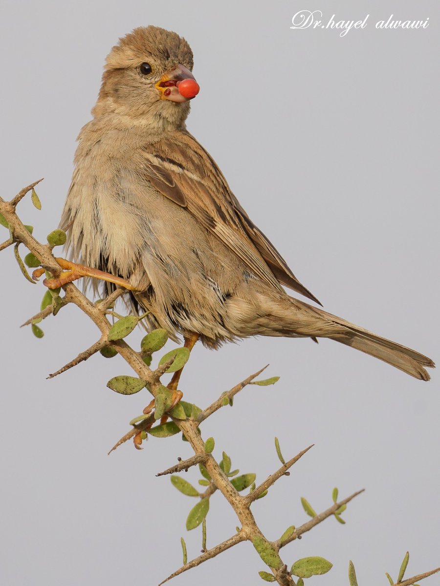د.هايل الواوي الجفال. tweet media