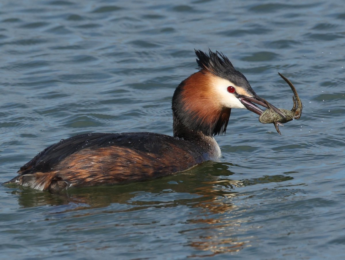 Ruben Zayas tweet media