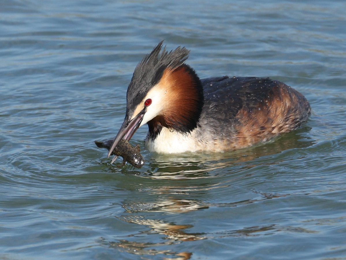 Ruben Zayas tweet media