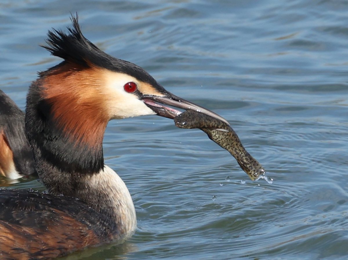 Ruben Zayas tweet media