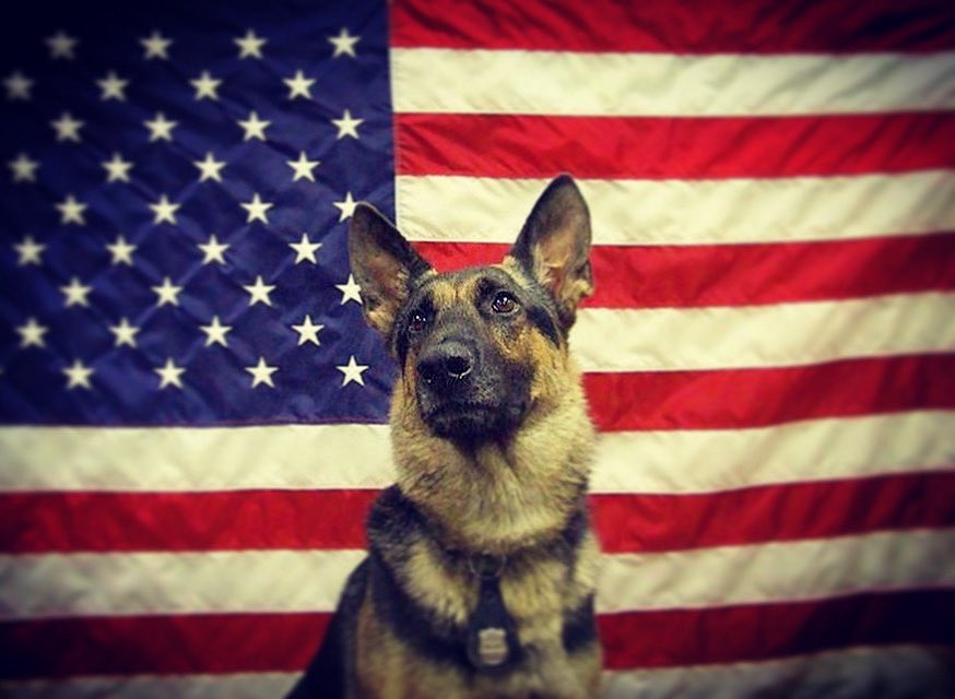 The Retired Police Canine Foundation serves as a valuable resource for police and military service dogs that encounter medical expenses that exceed their financial means. Our primary objectives are to assist handlers in ensuring that their canine companions receive appropriate