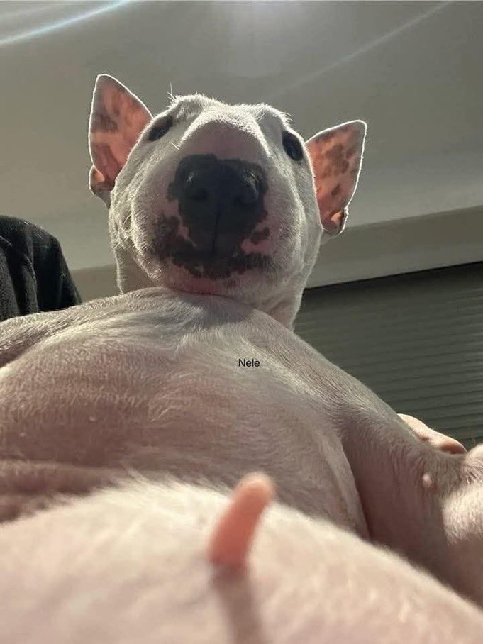 Festech Digital ♠️ tweet media