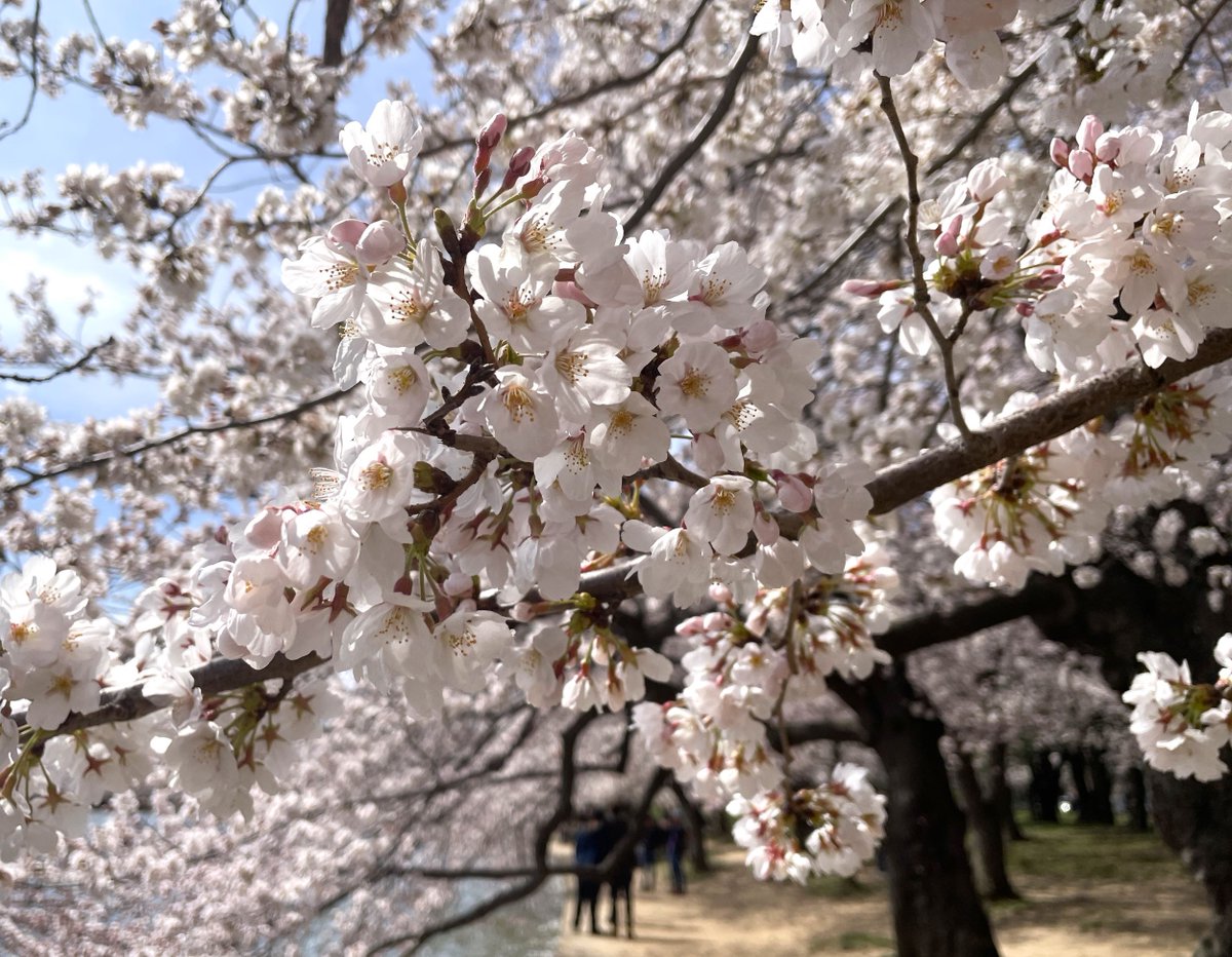 National Mall NPS tweet media