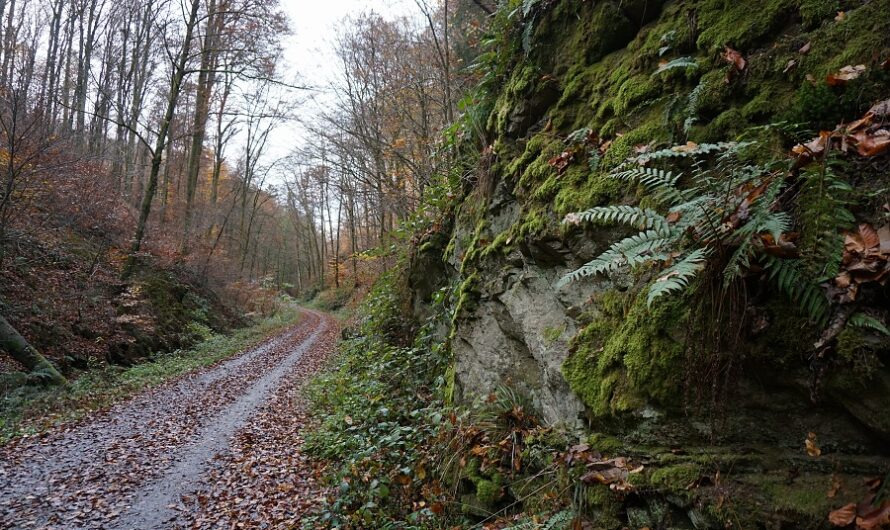 Umzählige Male an der Haltestelle vorbeigefahren und nun endlich die Schlucht erkundet. Was soll ich sagen? Eine schöne Runde, die vor allem kulinarisch so einiges zu bieten hat. Also bringt Hunger mit!

wanderrattes-blog.de/2026/01/24/unv…

#wanderrattesblog
#wanderung
#unterfranken