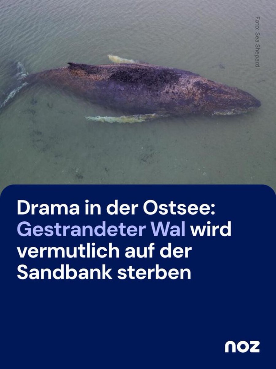 Dirk Dre.🎗 tweet media