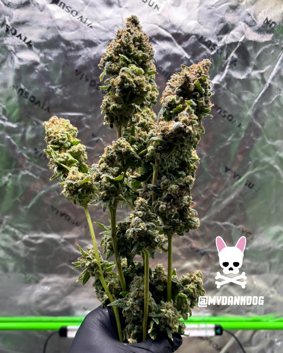 MyDankDog tweet media