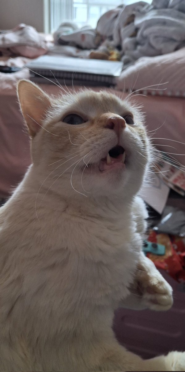 baby dog tweet media