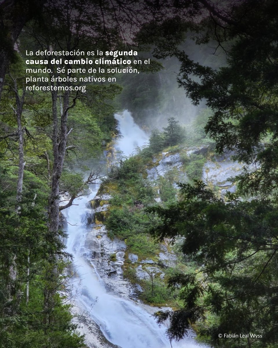 Fundación Reforestemos tweet media