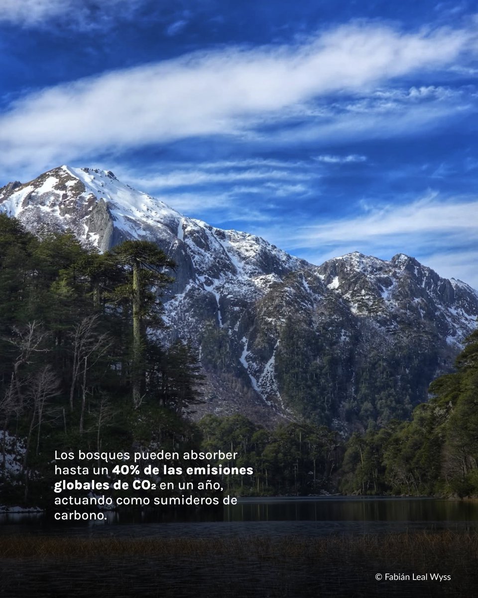 Fundación Reforestemos tweet media