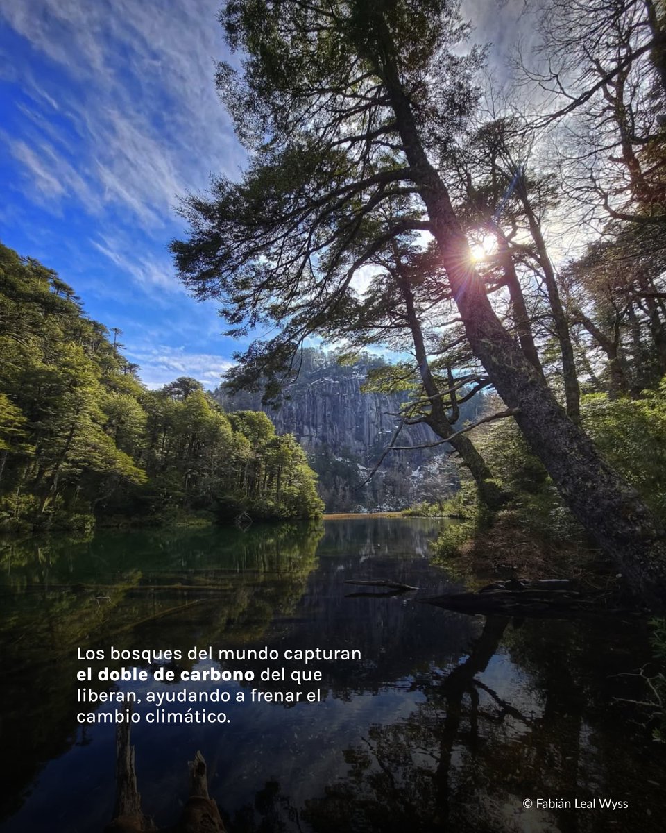 Fundación Reforestemos tweet media