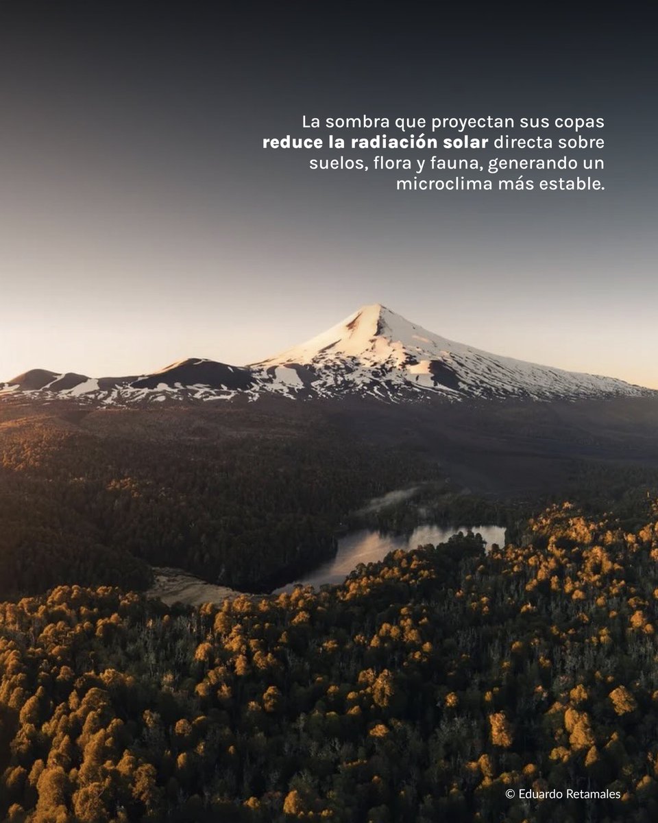 Fundación Reforestemos tweet media