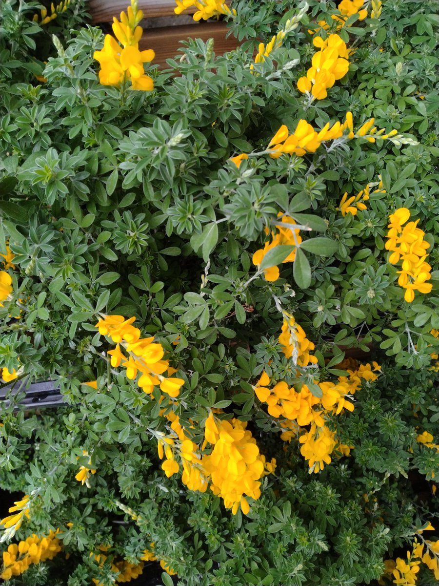 桜12ochi🌸🐋🏍🐺 tweet media