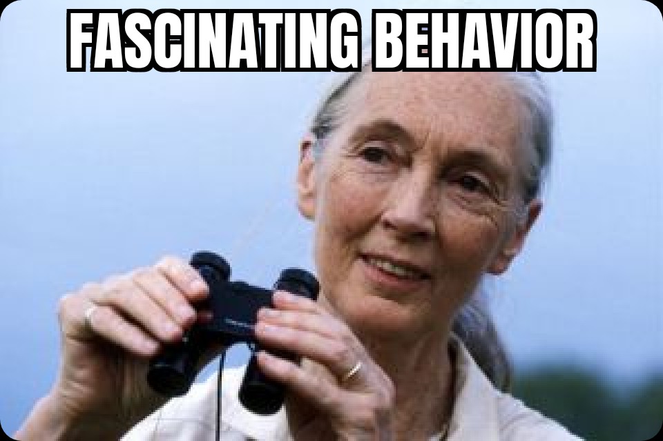 C Branson tweet media