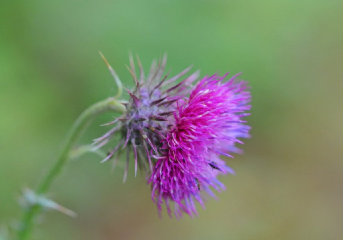 maryvanderes's tweet photo. #Dag25 #ElkeDagEenBloem
#Distel.
#Knikkende_distel
#Carduus_nutans
#Nodding_Thistle
@wbos54
@FloraNederland https://t.co/hzbYjlm1EL
