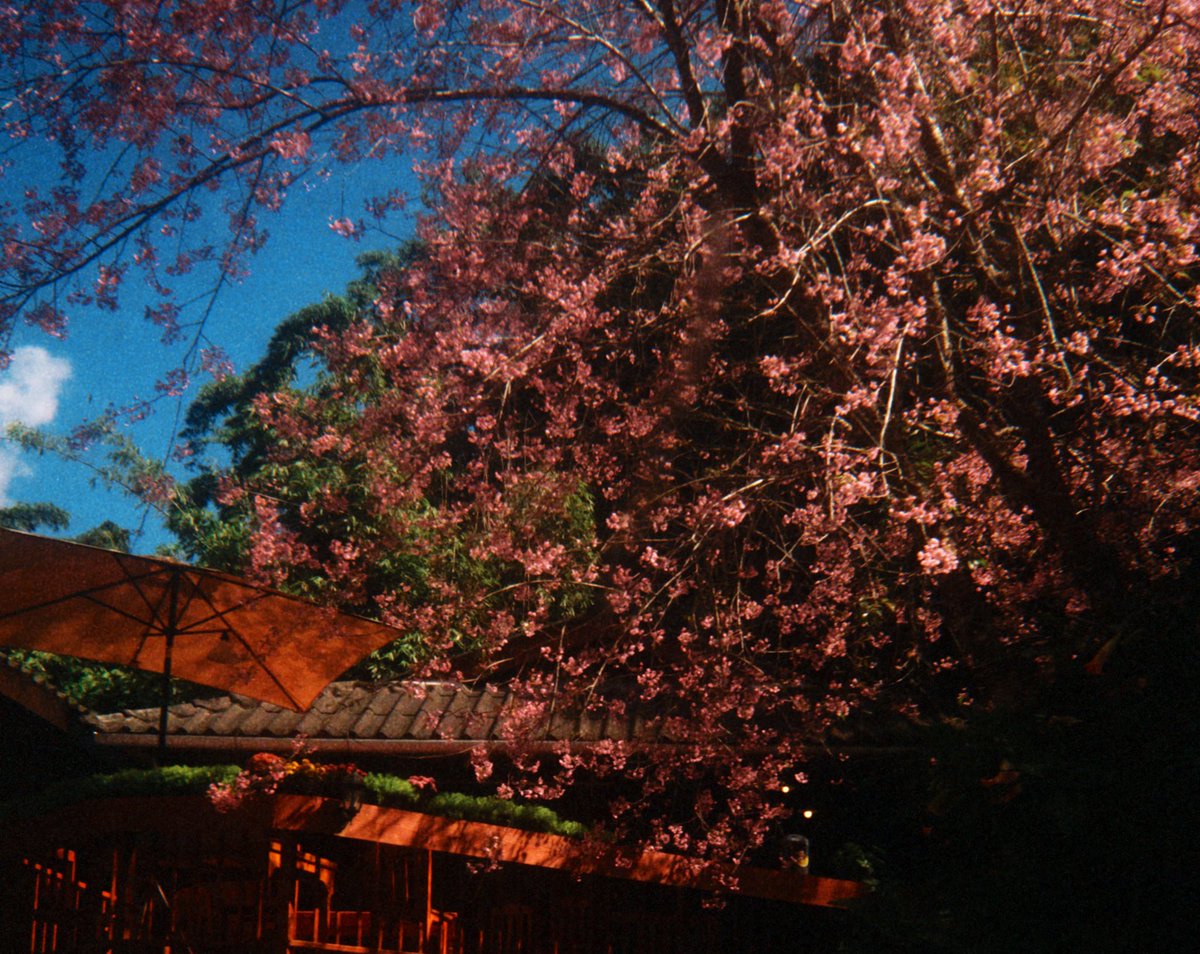 marchinmoon's tweet photo. Wild Himalayan Cherry https://t.co/es6OsU37pv
