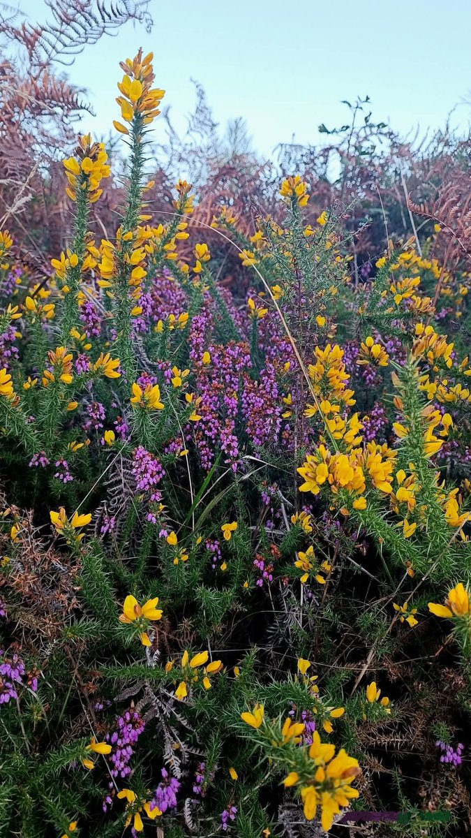 nascudaalasegarra tweet media