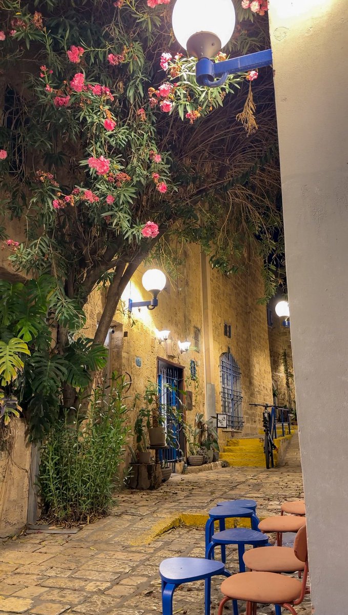 محمد tweet media