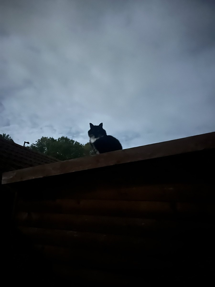 Mastermind. tweet media