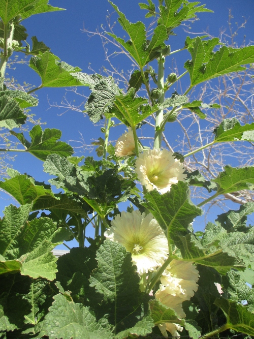 Shelly Shellaqua tweet media