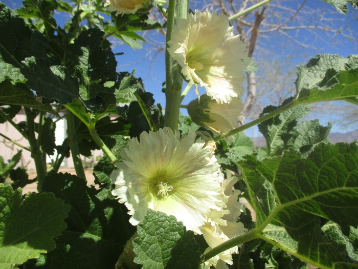 Shelly Shellaqua tweet media