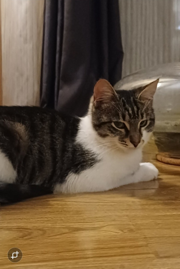 Mr. Templar - neoliberal tweet media