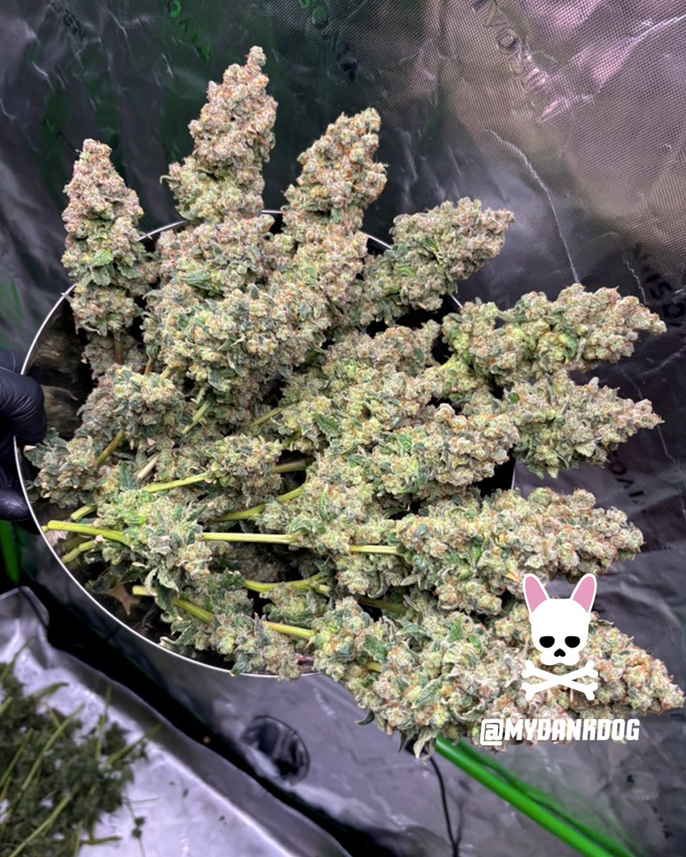 MyDankDog tweet media