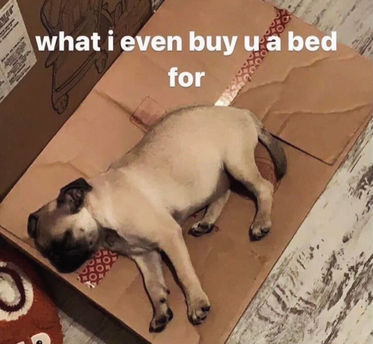 🐦‍🔥🏓Jamie!🎙️MET WEIRD AL tweet media