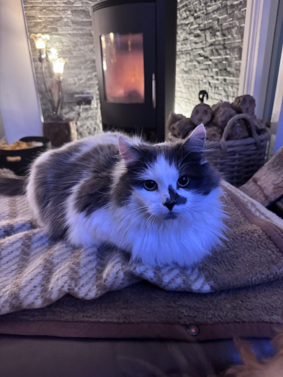 SpanielsSuper's tweet image. I’ve got the best seat in the house!

Mum…… she’s stolen my favourite spot!

Share nicely you two!
#Sigh 🫩