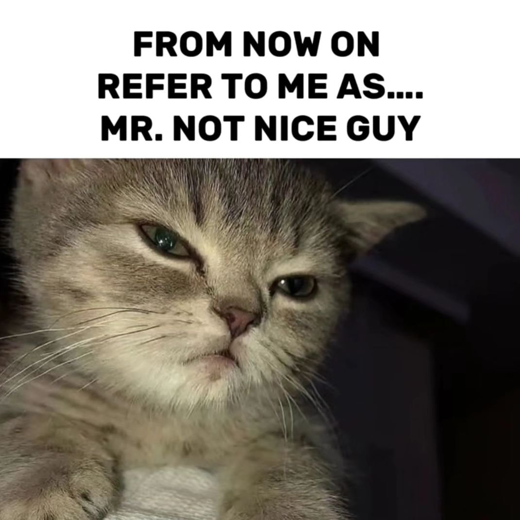 Punch Cat tweet media