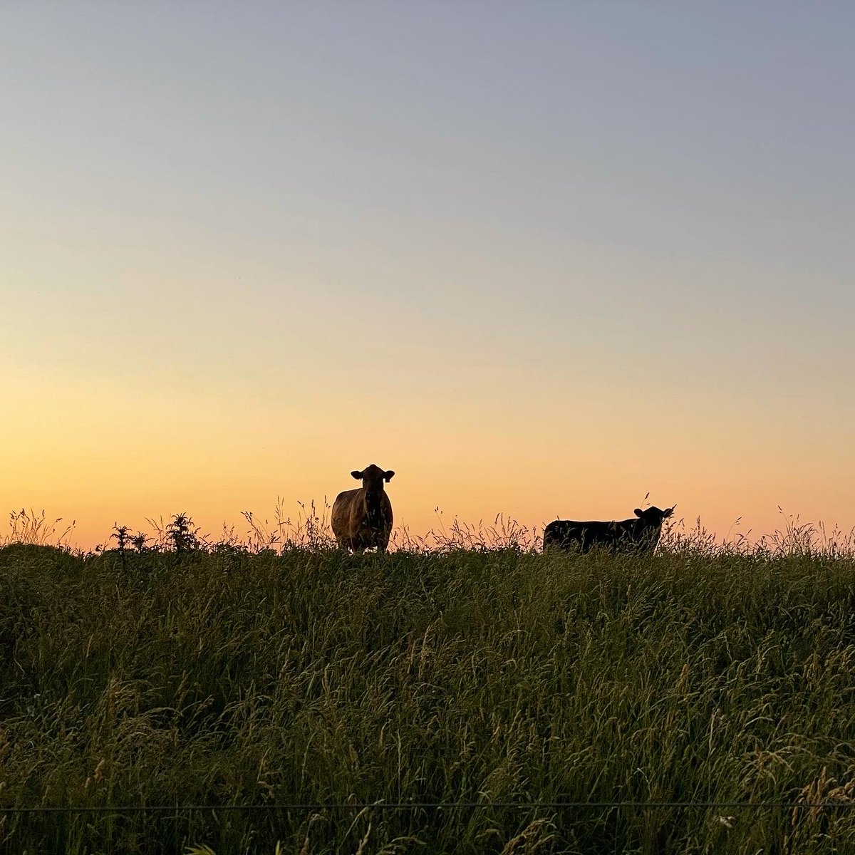 Chey Cab tweet media