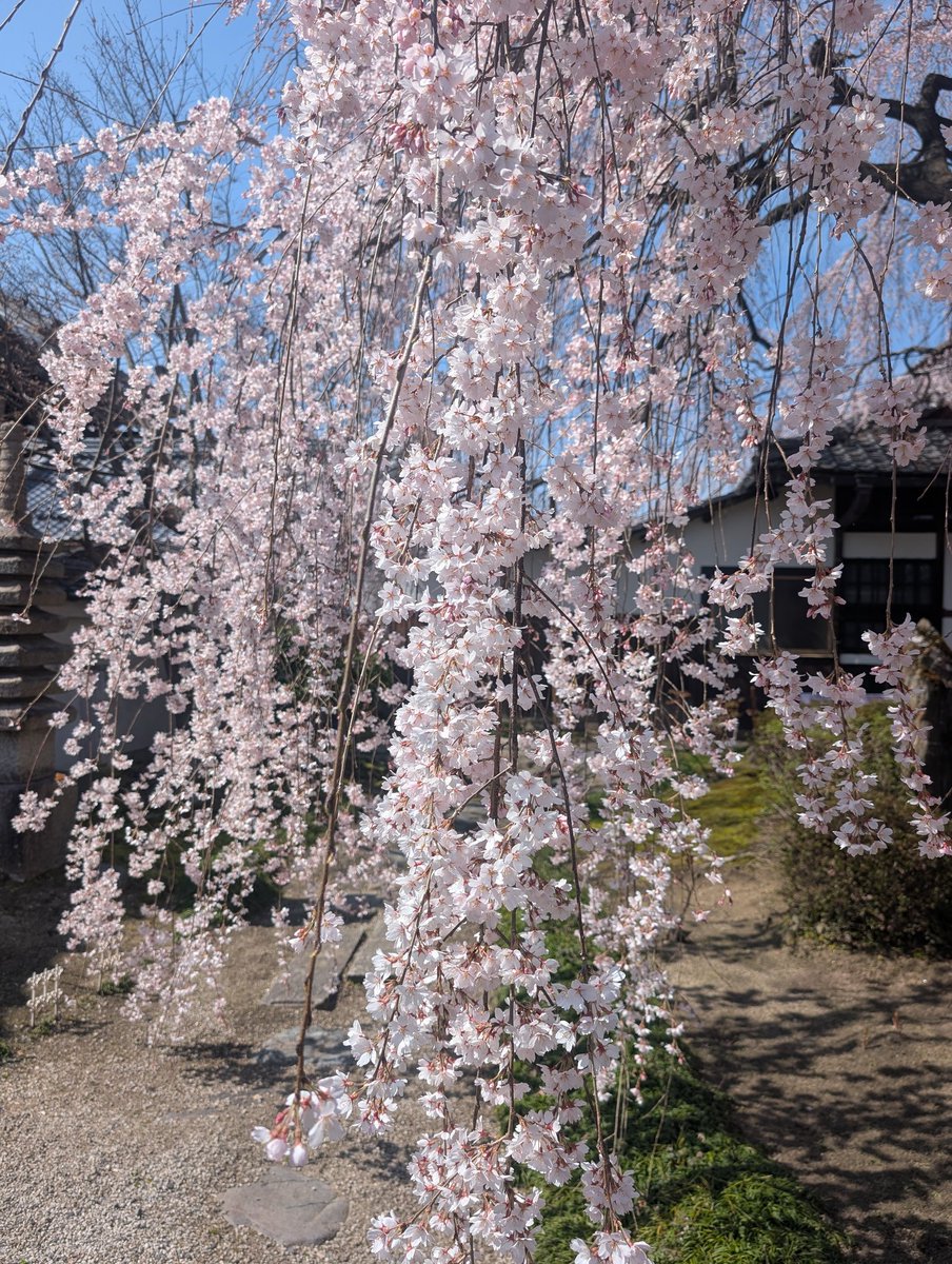 まるぶら tweet media