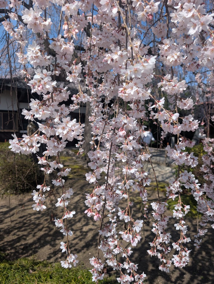 まるぶら tweet media