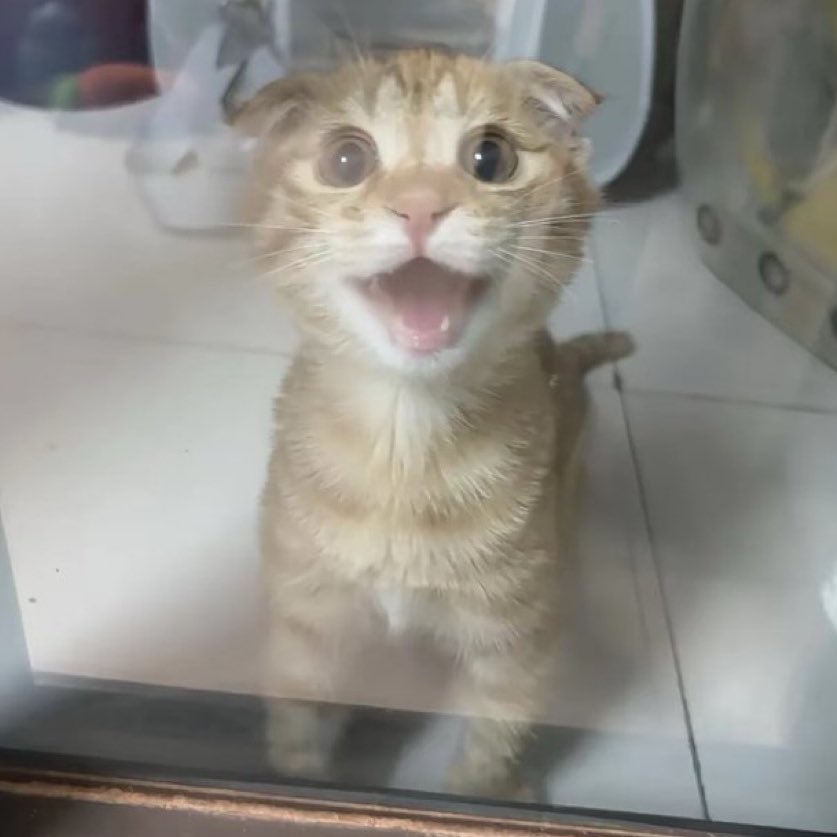 وَردَة | الحمدلله tweet media