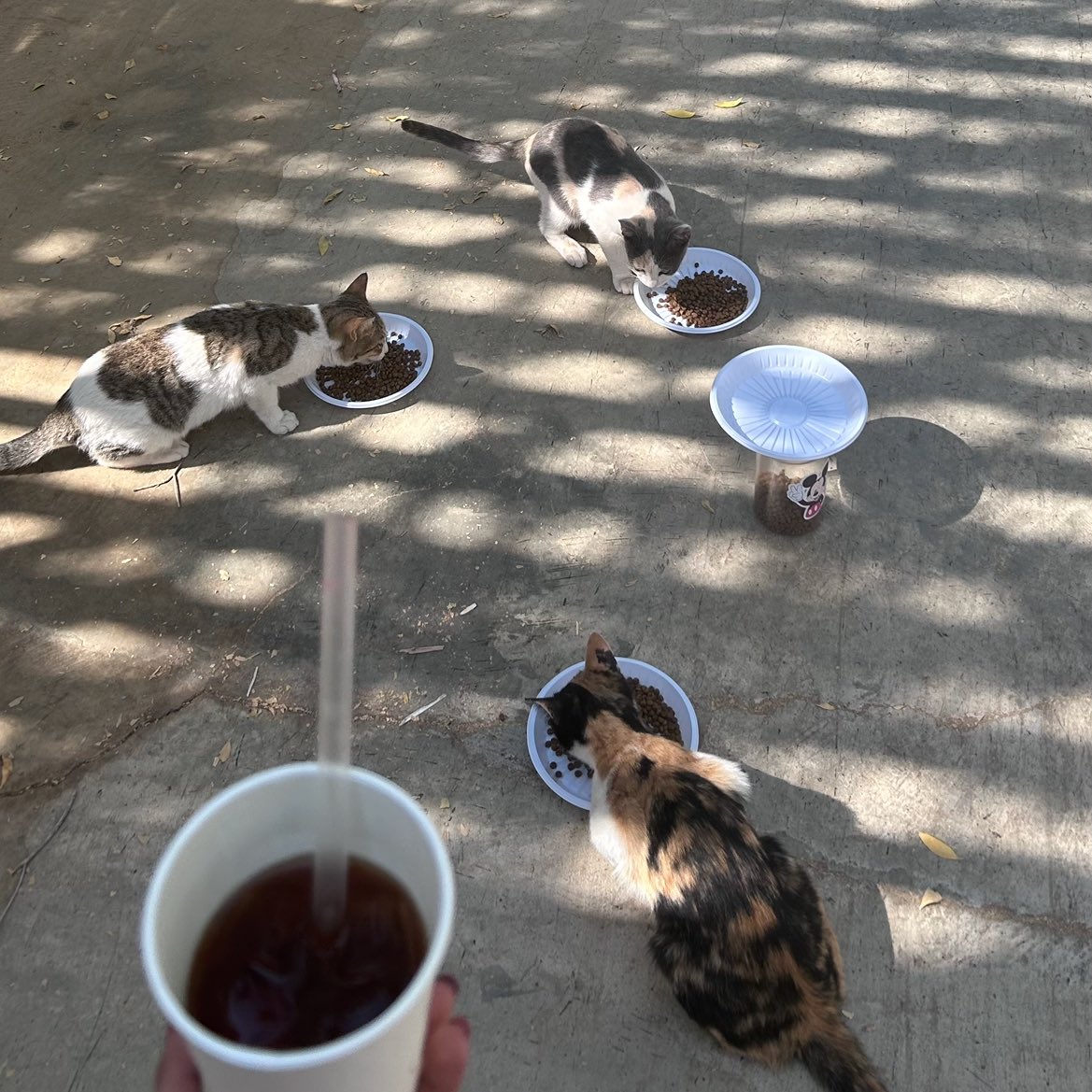 🧚🏻‍♀️ tweet media