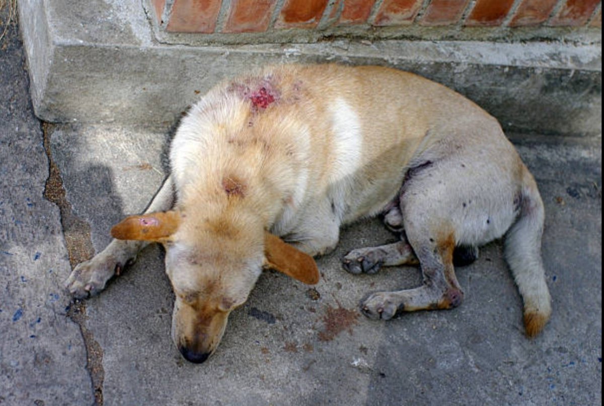 Antonio Acuña Paniagua tweet media