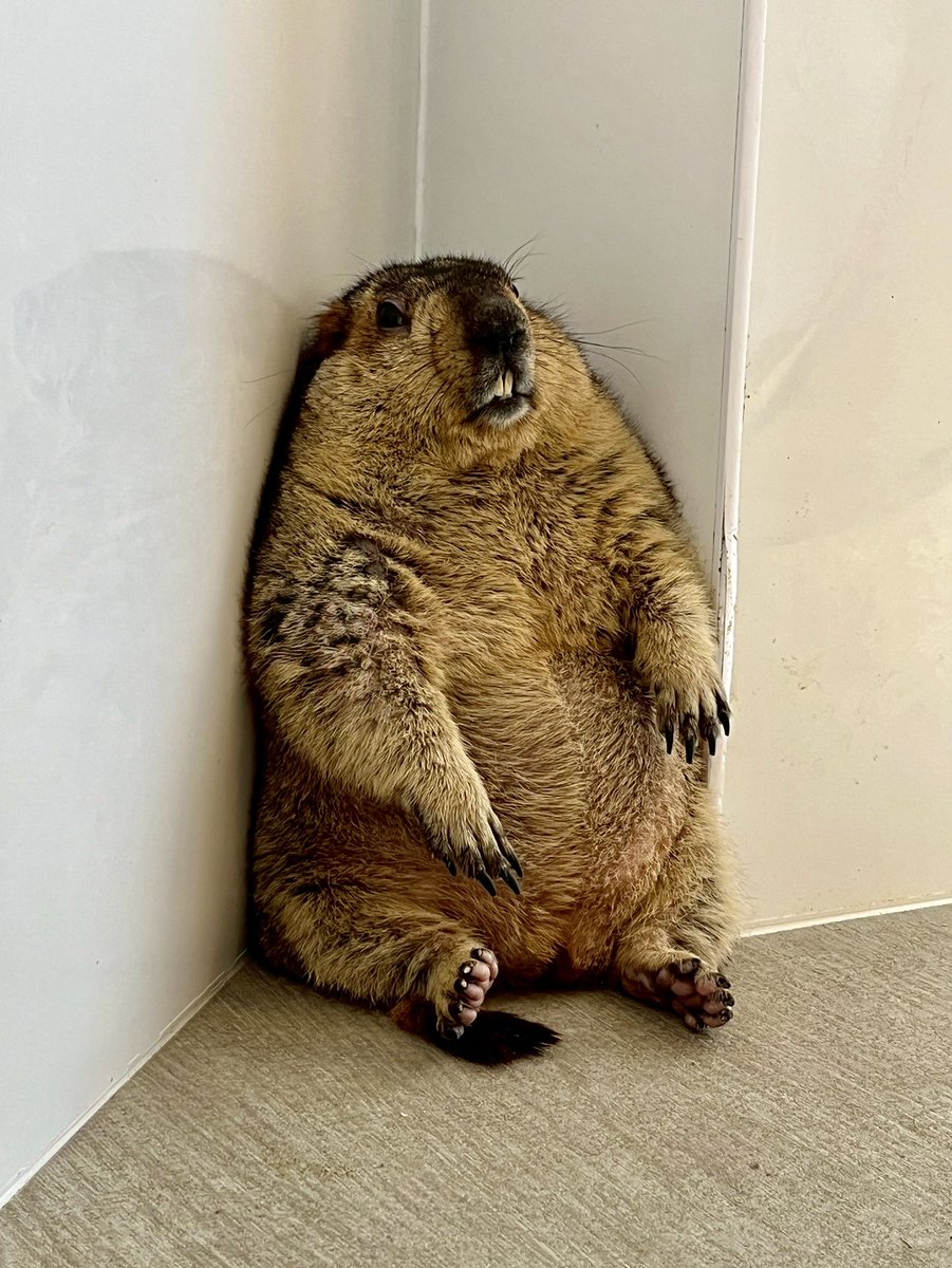 ドクターマーモット tweet media