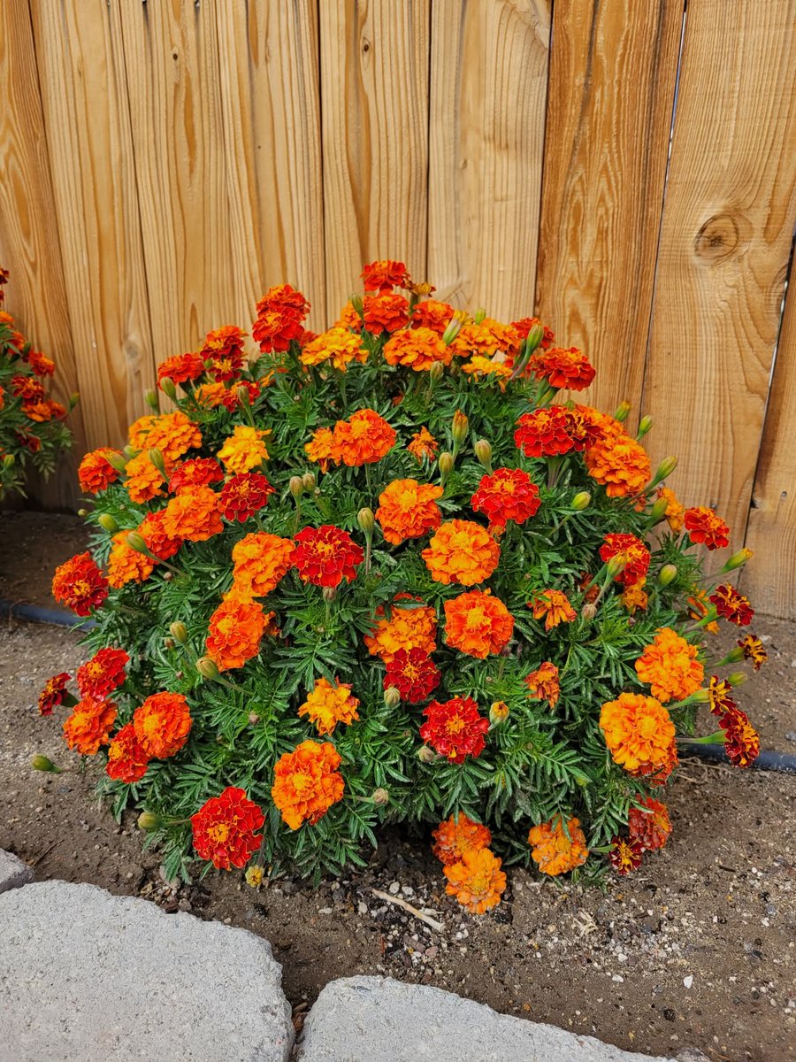 The Carnivore RN tweet media