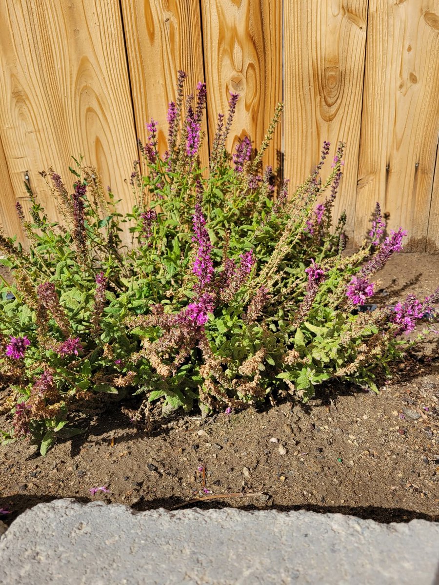 The Carnivore RN tweet media