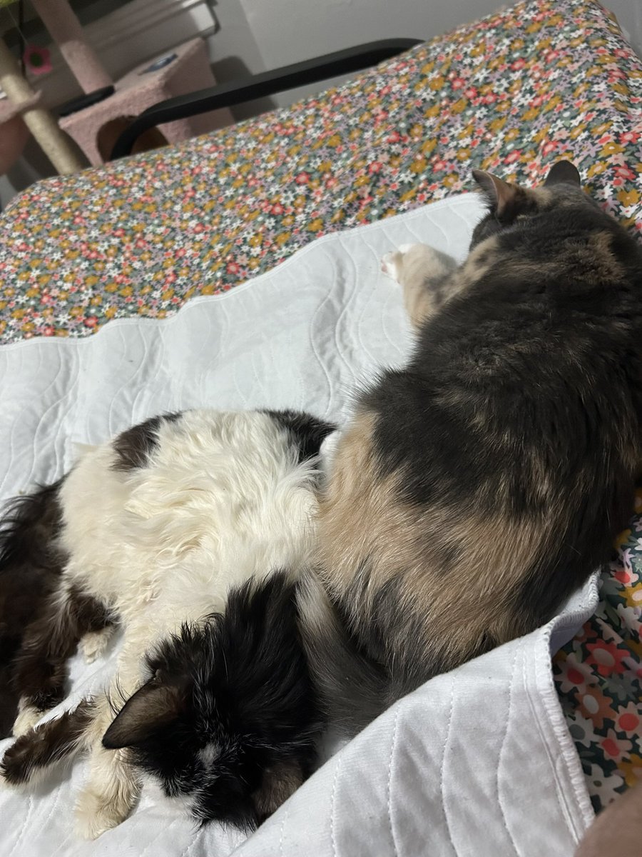 monkey & zoe ❤️ oreo 🌈 tweet media