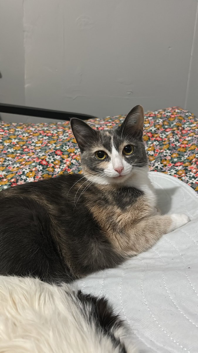 monkey & zoe ❤️ oreo 🌈 tweet media