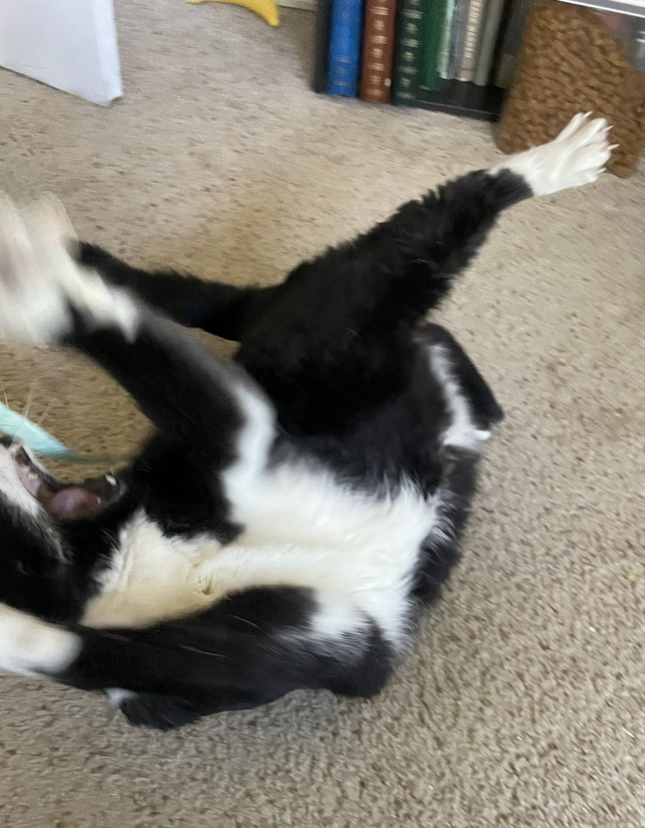 SAM 💜 Oreo, Fritz, Lofty tweet media